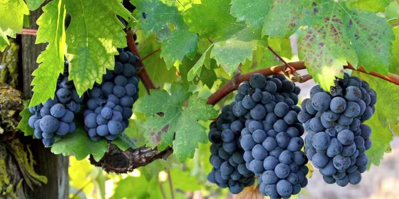 Sự thuần khiết và ngọt ngào từ 100% giống nho Primitivo