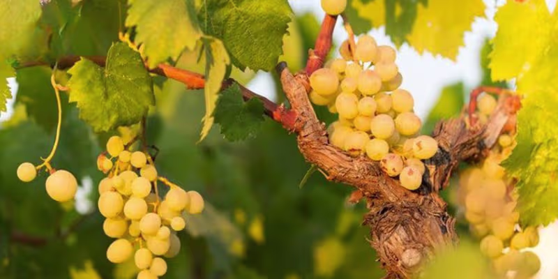 Khôi phục tinh hoa từ 100% giống nho bản địa Fiano
