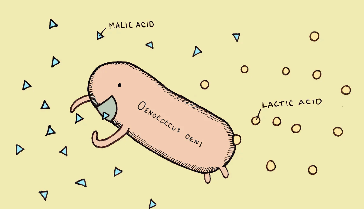 Lên men malolactic là gì?