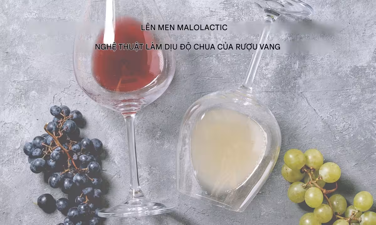 Loại rượu vang nào sử dụng lên men malolactic?