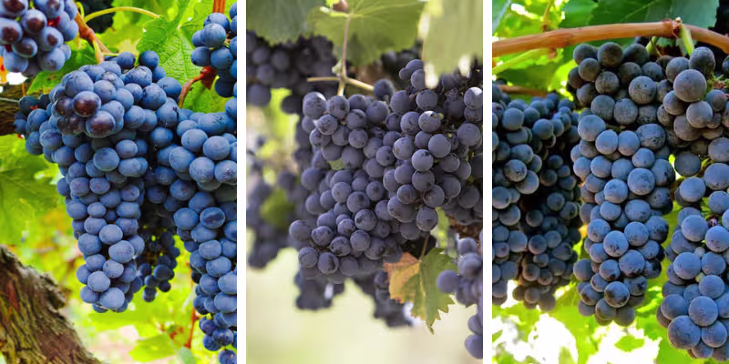 Giống nho đỏ tuyển chọn và quy trình ngâm ủ Le Grand Vin công phu