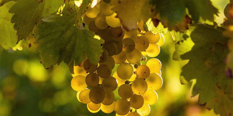 Sự sắc sảo và thanh khiết từ 100% giống nho Sauvignon Blanc