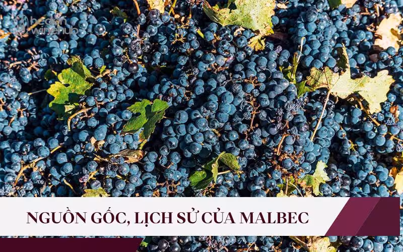 Nguồn gốc và lịch sử thăng trầm của giống nho Malbec