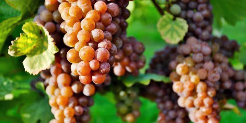 Sự thanh nhẹ và giòn sạch từ giống nho Pinot Grigio