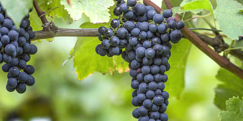 Giống Nho Làm Rượu Vang Shiraz - Biểu Tượng Của Rượu Vang Đỏ Úc