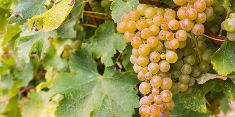 Giống Nho Làm Rượu Vang Sauvignon Blanc - Sự Tinh Tế Của Nho Trắng Nhiệt Đới