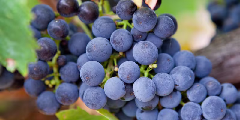 Giống Nho Làm Rượu Vang Shiraz - Linh Hồn Của Vang Đỏ Nam Úc