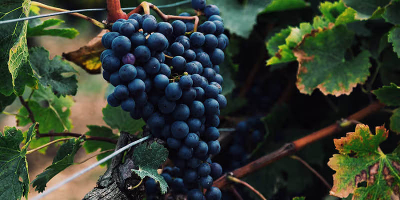 Giống Nho Làm Rượu Vang Cabernet Sauvignon - "Vua" Của Các Giống Nho Đỏ