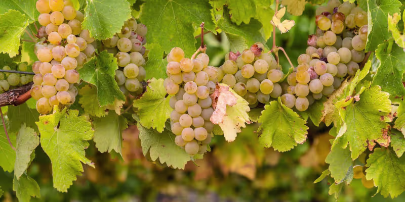 Giống Nho Làm Rượu Vang Chardonnay - "Nữ Hoàng" Nho Trắng Kiêu Sa