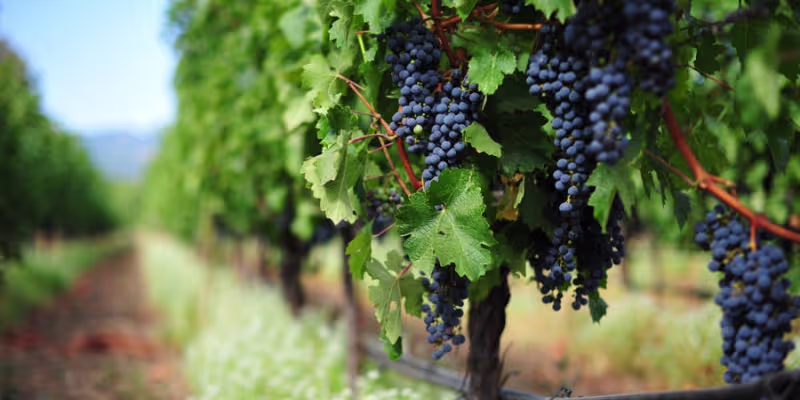 Giống Nho Làm Rượu Vang Cabernet Sauvignon - "Vua" Của Các Giống Nho Đỏ